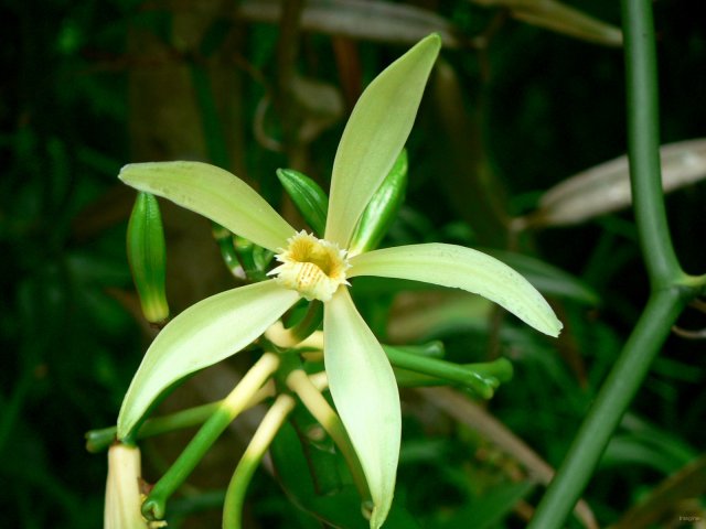138- Fleur de vanille non polinisee 'Vanilla Tahitensis' 